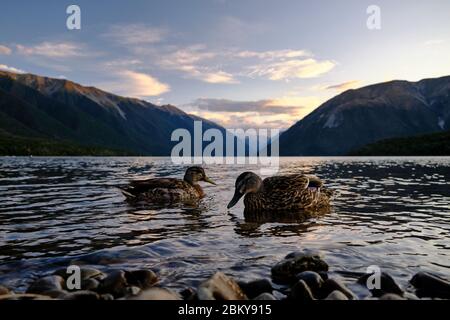 Mallard Enten schwimmen im See Rotoiti bei Sonnenuntergang. Stockfoto