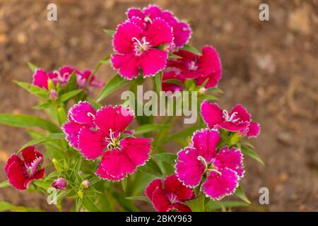 Rote süße william oder Dianthus barbatus Blumenpflanze, Nahaufnahme Stockfoto