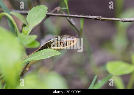 Thamnophis sauritus sauritus, die östliche Bandschlange oder gewöhnliche Bandschlange aus nächster Nähe Stockfoto