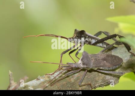 Der Riesenblattkäfer (Acanthocephala declivis) aus nächster Nähe Stockfoto