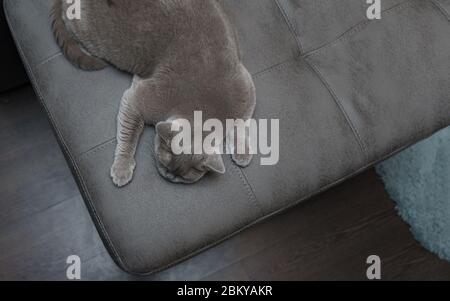 Faule graue britische Kurzhaarkatze liegt an der Ecke des Sofas, von oben geschossen, und spreizt seine Pfoten. Niedliches Haustier. Grauton Stockfoto