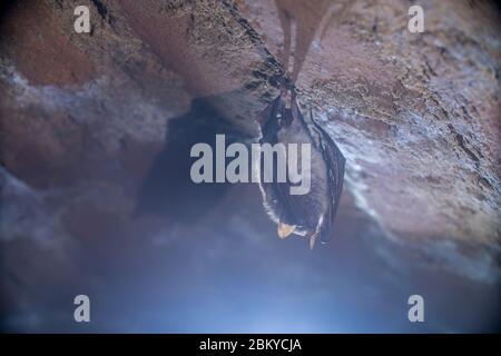 Nahaufnahme von seltsamen Tieren Natterers Fledermaus Myotis nattereri, die während des Winterschlafs auf dem Kopf auf dem kalten Backstein-Bogenkeller hängt. Kreative Wildtiere Stockfoto