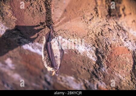 Nahaufnahme von seltsamen Tieren Natterers Fledermaus Myotis nattereri, die während des Winterschlafs auf dem Kopf auf dem kalten Backstein-Bogenkeller hängt. Kreative Wildtiere Stockfoto