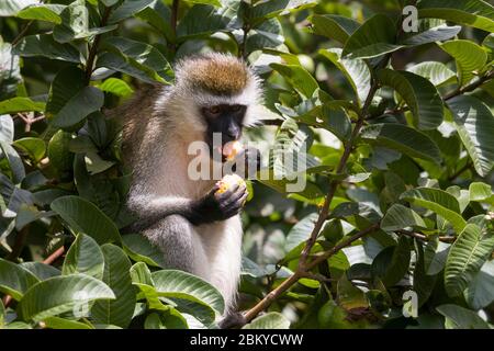 Ein männlicher Vervet-Affe, in einem Guava-Baum, der einen Guave isst, Karen, Nairobi, Kenia. Mai 2020 Stockfoto