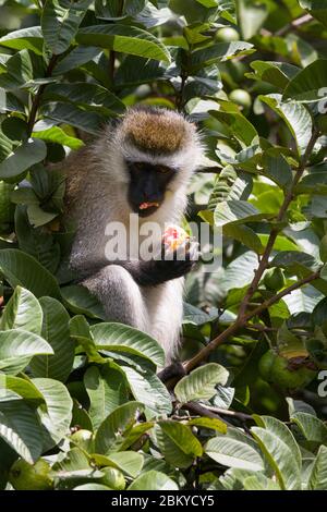 Ein männlicher Vervet-Affe, in einem Guava-Baum, der einen Guave isst, Karen, Nairobi, Kenia. Mai 2020 Stockfoto