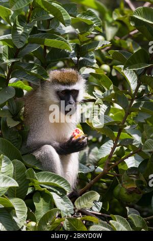 Ein männlicher Vervet-Affe, in einem Guava-Baum, der einen Guave isst, Karen, Nairobi, Kenia. Mai 2020 Stockfoto