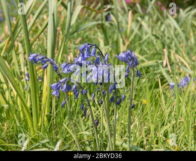 Frühjahrsblüte Englische Bluebell Wilde Blume (Hyacinthoides non-scripta) wächst in einer grasbewachsenen Bank in ländlichen Devon, England, Großbritannien Stockfoto