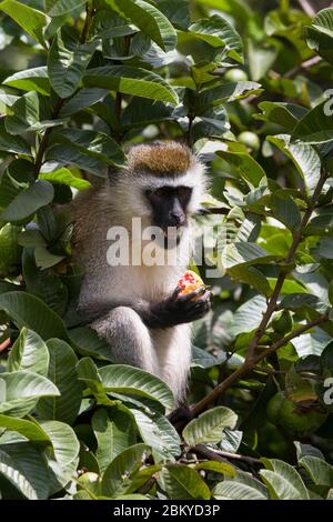 Ein männlicher Vervet-Affe, in einem Guava-Baum, der einen Guave isst, Karen, Nairobi, Kenia. Mai 2020 Stockfoto