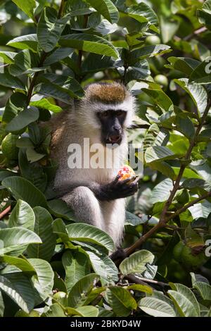 Ein männlicher Vervet-Affe, in einem Guava-Baum, der einen Guave isst, Karen, Nairobi, Kenia. Mai 2020 Stockfoto