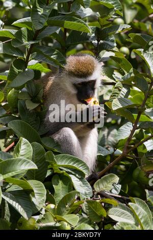 Ein männlicher Vervet-Affe, in einem Guava-Baum, der einen Guave isst, Karen, Nairobi, Kenia. Mai 2020 Stockfoto