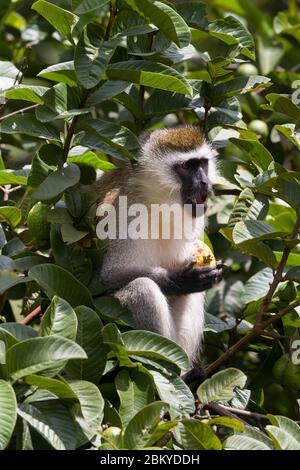 Ein männlicher Vervet-Affe, in einem Guava-Baum, der einen Guave isst, Karen, Nairobi, Kenia. Mai 2020 Stockfoto