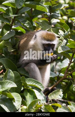 Ein männlicher Vervet-Affe, in einem Guava-Baum, der einen Guave isst, Karen, Nairobi, Kenia. Mai 2020 Stockfoto