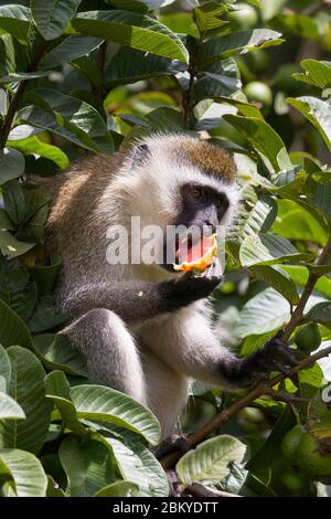 Ein männlicher Vervet-Affe, in einem Guava-Baum, der einen Guave isst, Karen, Nairobi, Kenia. Mai 2020 Stockfoto