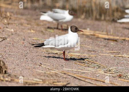 Schwarzkopfmöwen (Chroicocephalus ridibundus) am Strand in Helsinki, Finnland Stockfoto