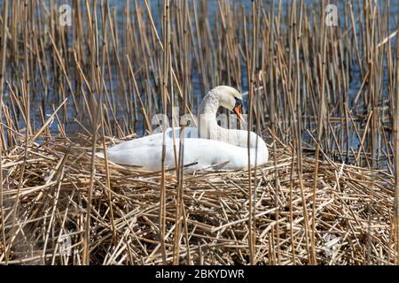 Brütenstummer Schwan (Cygnus olor) auf einem Nest aus Schilf und Stöcken Stockfoto