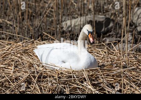 Brütenstummer Schwan (Cygnus olor) auf einem Nest aus Schilf und Stöcken Stockfoto