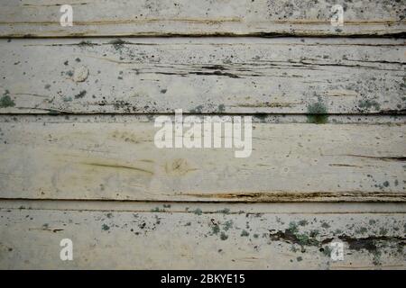 Flechten (Lecanora muralis) auf verwittertem Holz. Stockfoto