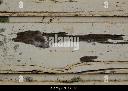 Flechten (Lecanora muralis) auf verwittertem Holz. Stockfoto