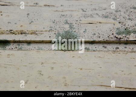 Flechten (Lecanora muralis) auf verwittertem Holz. Stockfoto