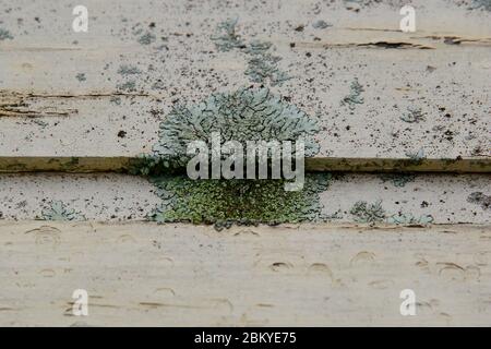 Flechten (Lecanora muralis) auf verwittertem Holz. Stockfoto