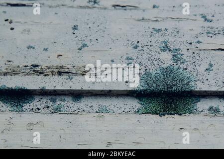 Flechten (Lecanora muralis) auf verwittertem Holz. Stockfoto