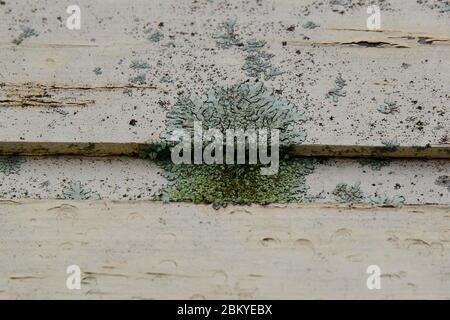 Flechten (Lecanora muralis) auf verwittertem Holz. Stockfoto