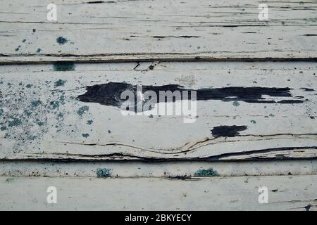 Flechten (Lecanora muralis) auf verwittertem Holz. Stockfoto