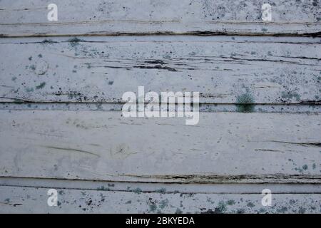 Flechten (Lecanora muralis) auf verwittertem Holz. Stockfoto