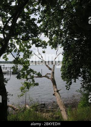 Ansicht der Bucht in Dänemark mit toten Eichen Stockfoto