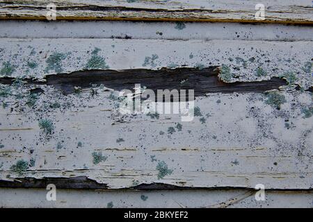 Flechten (Lecanora muralis) auf verwittertem Holz. Stockfoto