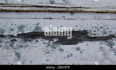 Flechten (Lecanora muralis) auf verwittertem Holz. Stockfoto