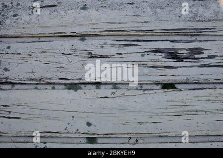 Flechten (Lecanora muralis) auf verwittertem Holz. Stockfoto