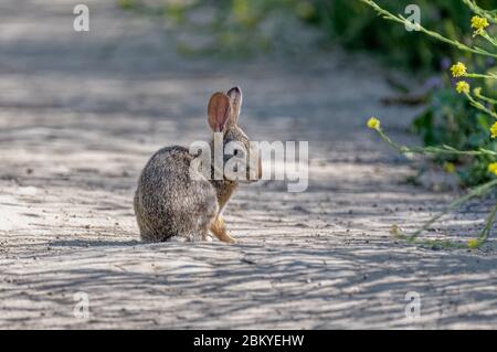 Baumwollschwanz-Kaninchen (Sylvilagus) in Sepulveda Wildlife Sanctuary CA USA Stockfoto