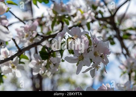 Honigbiene auf rosa Apfelblüten. Stockfoto