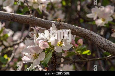 Honigbiene bereit, auf Apfelblüten zu landen. Stockfoto