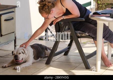 Abgeleitet von der Arbeit eines englischen Bulldogge, Spaß an der Arbeit zu haben. Arbeiten von zu Hause aus mit Laptop, Smartphone und Notebook im Garten, während der Sperrung Stockfoto