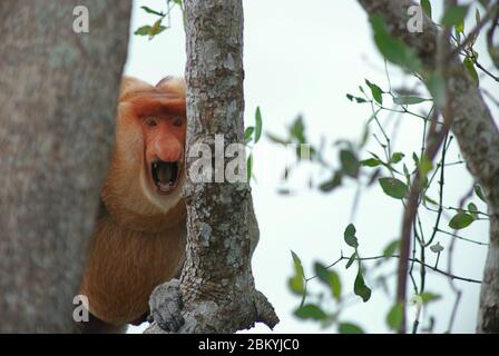 Ein Alpha-Männchen des Proboscis-Affen (nasalis larvatus), das eine Warnung zeigt, als er die Anwesenheit von Menschen in einem Tieflandwald am Flussufer in der Provinz Ost-Kalimantan, Indonesien, bemerkt. Archivbild. Stockfoto