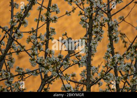 Zwei Haussperlinge, die sich auf einem Baum paaren Stockfoto