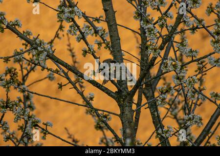 Haussperlinge, die sich auf Baum paaren Stockfoto