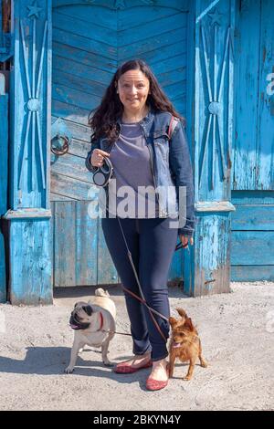 Hunde verstrickt mit Leinen die Beine des Mädchens. Mops und Yorkshire Terrier stehen mit ihren Zungen. Alte blaue Holzzaun auf dem Rücken Stockfoto