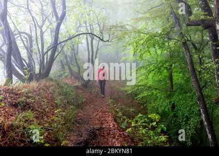 Frau in roter Jacke, die durch geheimnisvollen Wald mit Nebel geht Stockfoto