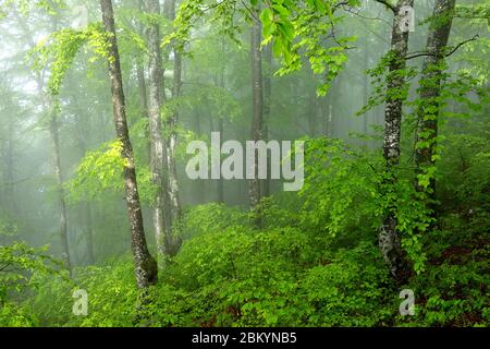 Geheimnisvoller Wald mit Nebel am Morgen Stockfoto
