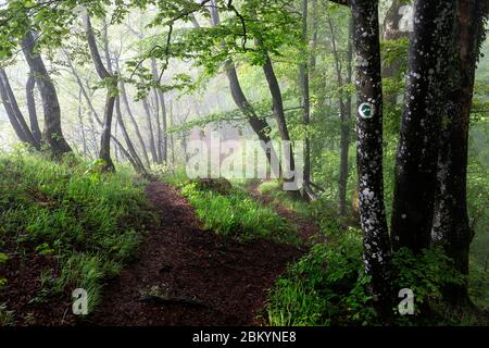 Ein Wegweiser, der den Weg in geheimnisvollen Wald mit Nebel zeigt Stockfoto