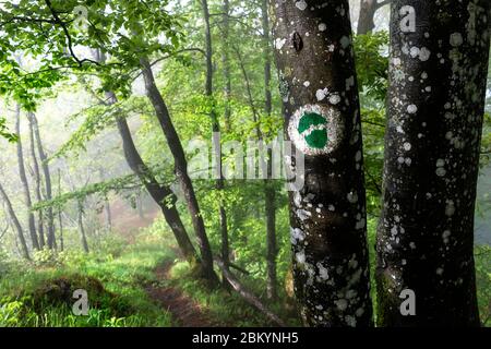 Ein Wegweiser, der den Weg in geheimnisvollen Wald mit Nebel zeigt Stockfoto