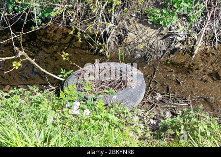 Ein Autoreifen, den die Leute irgendwo in einem Bach am Straßenrand gelassen haben Stockfoto
