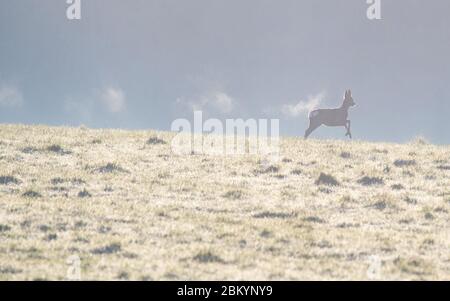 Killearn, Stirlingshire, Schottland, Großbritannien. Mai 2020. UK Wetter - ein Hirsch hinterlässt eine Spur seines Atems, die in der kalten Luft kondensiert ist, während es über ein Feld in Stirlingshire läuft. Nach einem kühlen Start wird es voraussichtlich ein weiterer schöner sonniger warmer Tag sein. Credit: Kay Roxby/Alamy Live News Stockfoto