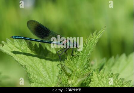 Ein neu aufgetauchter männlicher gebänderter Demoiselle Dragonfly, Calopteryx splendens, der im Frühjahr auf einem Brennnesselblatt stechend. Stockfoto