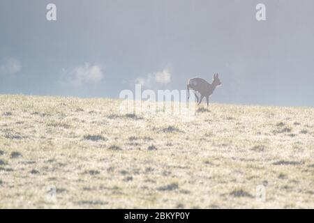 Killearn, Stirlingshire, Schottland, Großbritannien. Mai 2020. UK Wetter - ein Hirsch hinterlässt eine Spur seines Atems, die in der kalten Luft kondensiert ist, während es über ein Feld in Stirlingshire läuft. Nach einem kühlen Start wird es voraussichtlich ein weiterer schöner sonniger warmer Tag sein. Credit: Kay Roxby/Alamy Live News Stockfoto