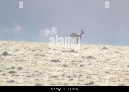 Killearn, Stirlingshire, Schottland, Großbritannien. Mai 2020. UK Wetter - ein Hirsch hinterlässt eine Spur seines Atems, die in der kalten Luft kondensiert ist, während es über ein Feld in Stirlingshire läuft. Nach einem kühlen Start wird es voraussichtlich ein weiterer schöner sonniger warmer Tag sein. Credit: Kay Roxby/Alamy Live News Stockfoto