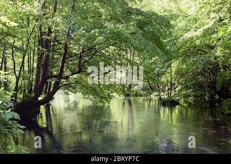 Ein Fluss im Wald an einem hellen und sonnigen Frühlingstag, Kolpa, Slowenien Stockfoto